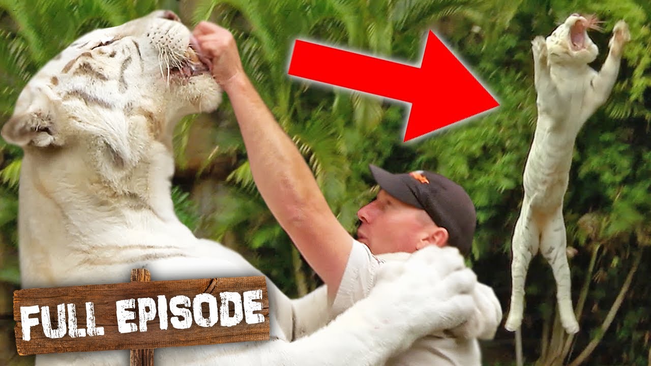 Limbs on the Line when Training Tigers 🐯 | The Wild Life of Tim Faulkner S1 Ep 3 | Untamed
