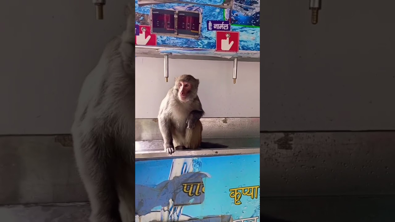 | monkey climbed on water dispenser to drink water | 🐒 #shorts #short #thirstymonkey