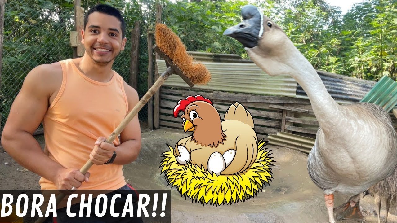 Limpado lago | Chocando Ovos de Ganso Africano na Galinha | Aves Recriar