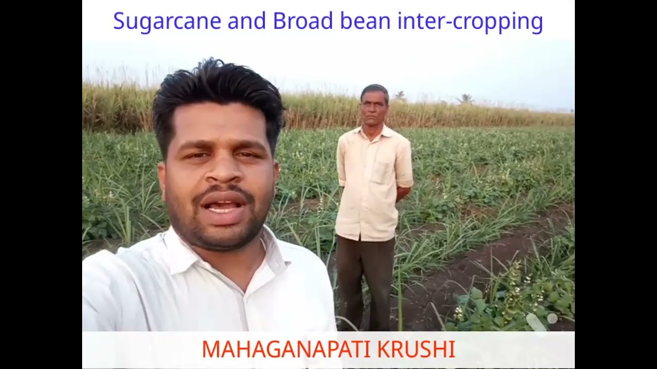 Sugarcane and Broad bean inter-cropping will help to get 8000₹ per week & increase farmers income.