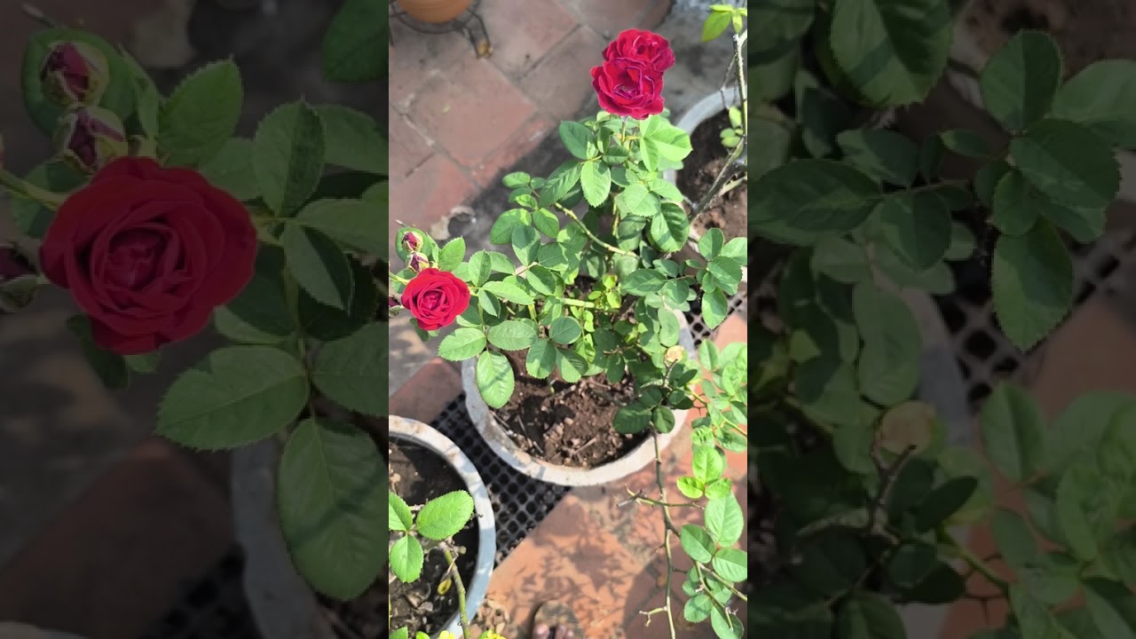 26/2/2026 #garden update #flowers #maadithottam 