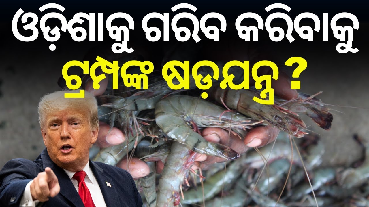 ଓଡ଼ିଶାକୁ ଗରିବ କରିବାକୁ ଟ୍ରମ୍ପଙ୍କ ଷଡ଼ଯନ୍ତ୍ର ? Trump’s Tariffs Trouble Odisha’s Shrimp Exporters