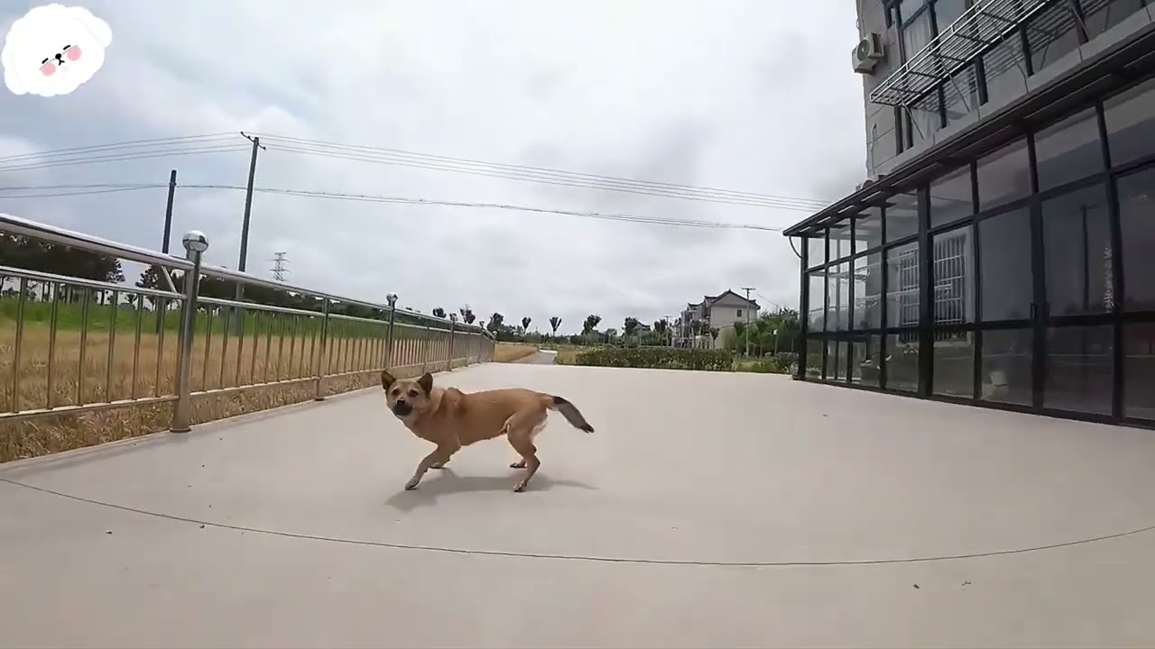 Trêu Anh Chó Mà Sao Lạ Quá Trời – Cười Bể Bụng Với Pha Phản Ứng Khó Đỡ 🤣🤣
