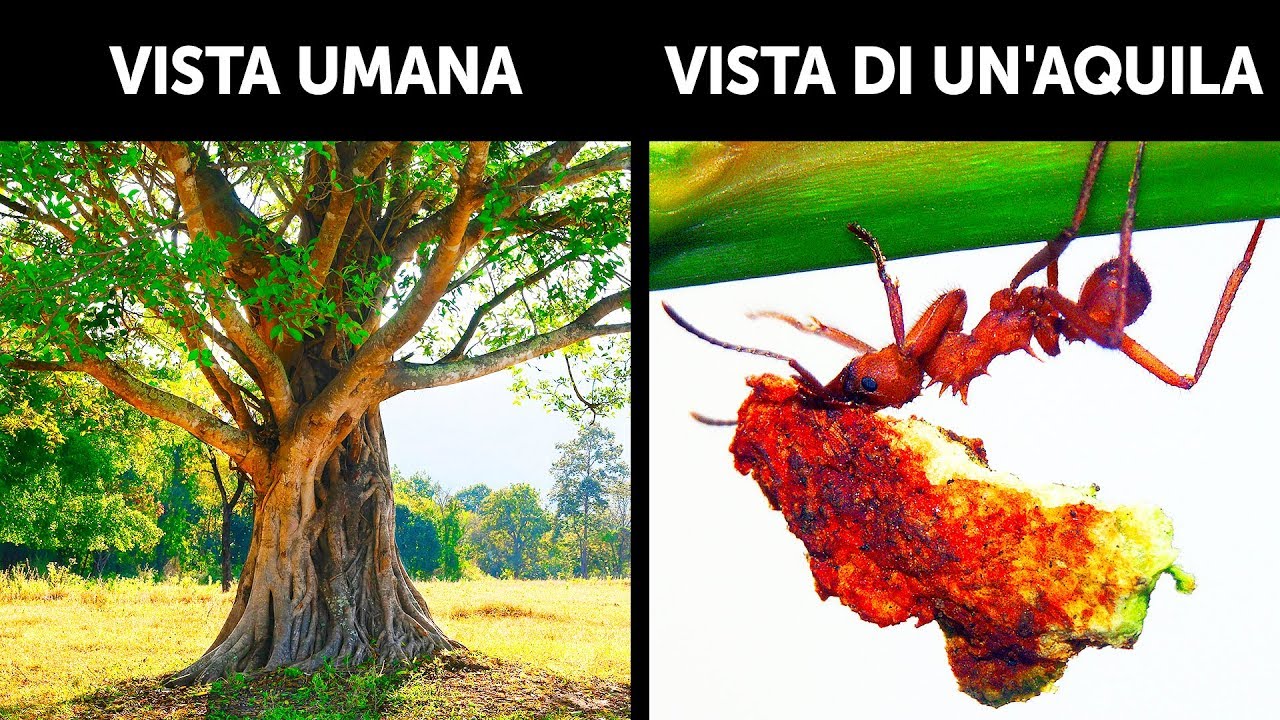 Se Avessimo La Vista Di Un'Aquila