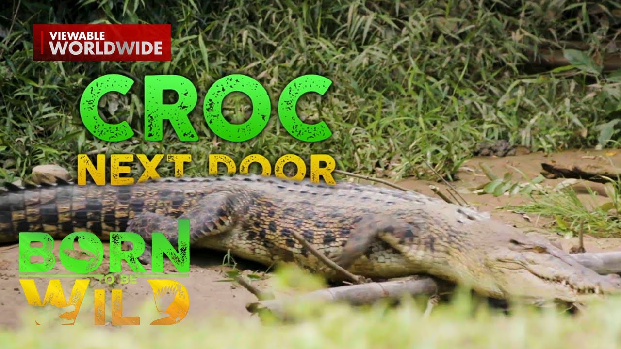 Isang komunidad sa Palawan, mga Buwaya ang kapitbahay?! | Born to Be Wild