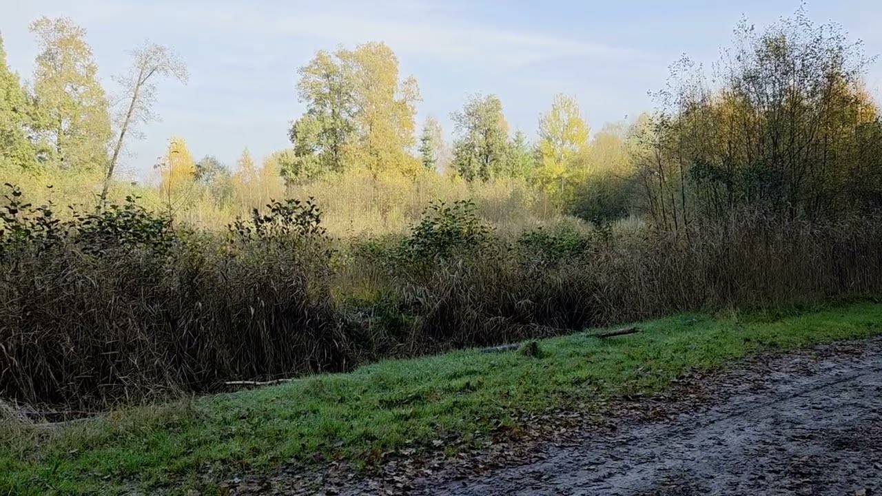 Het Kuinderbos in herfstkleuren (7 november 2025)