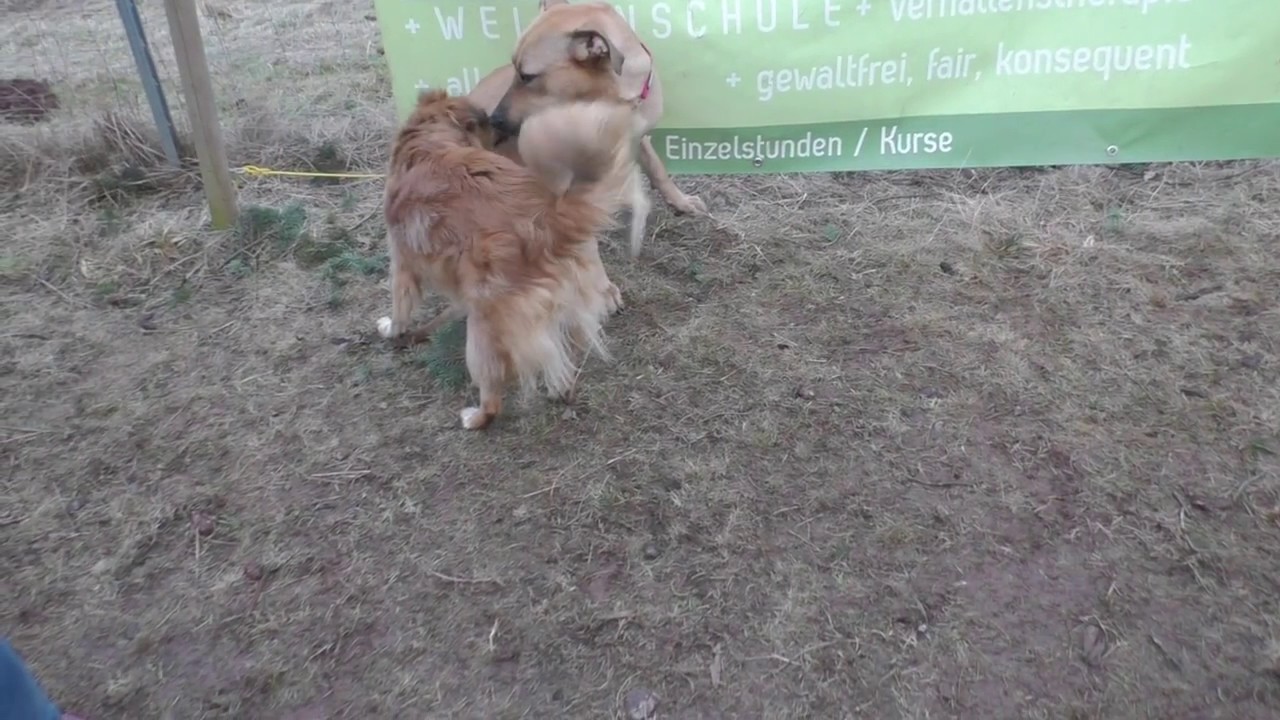 Körpersprache der Hunde Teil 1.2