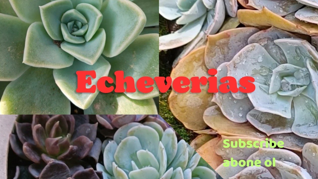 echeveria sukulent türleri bakımı ve isimleri ile  echeverialar #succulent #echeverias