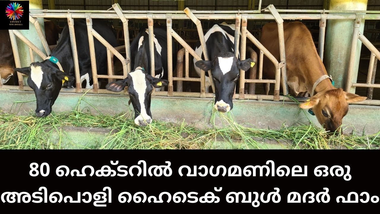 #Hi-Tech #Bull Mother# Farm, Kolahalamedu...