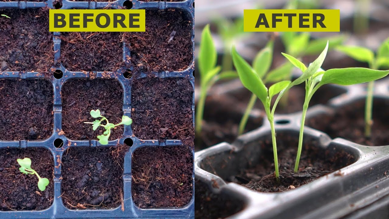Seeds Not Growing? You MUST Do THIS!!