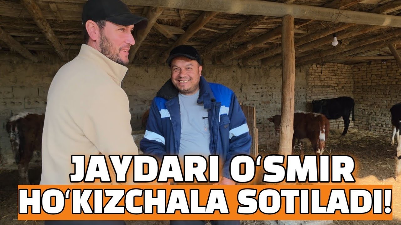 BUXORO JONDOR OXUN AKA UYLARIDAN BUQACHALA SOTILADI 26.02.2026