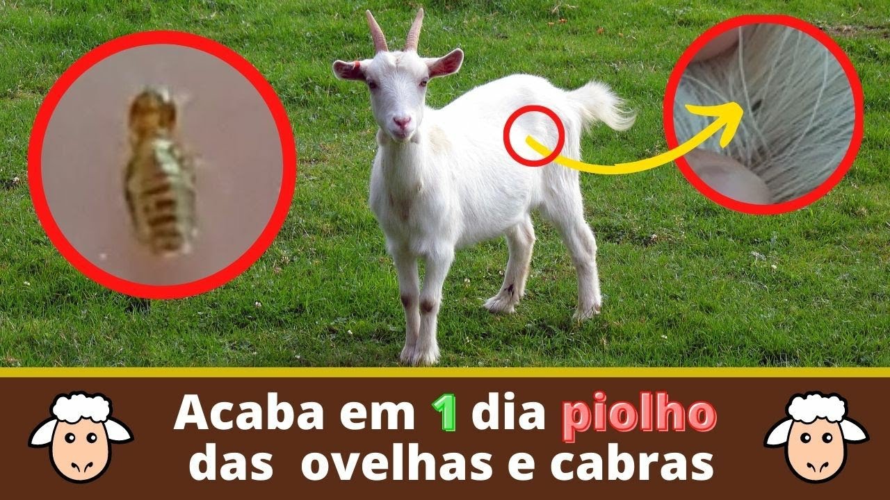 Acaba com piolho de ovelhas e cabras em 1 dia