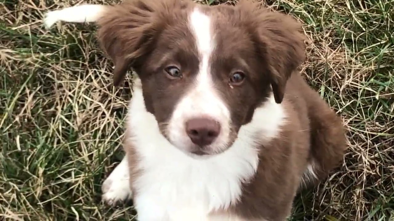 Teaching puppies their names and to come with no leash