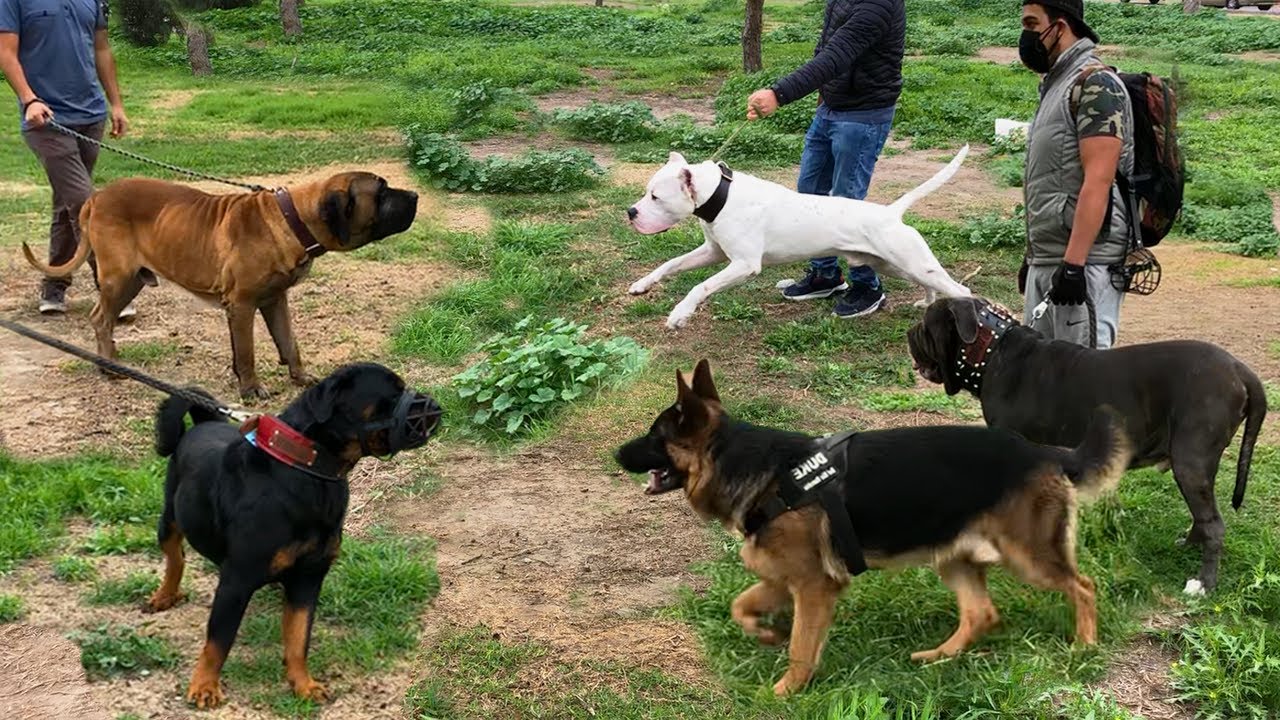 Dogo Argentino, Fila brasileño, Mastin Napolitano, Rottweiler, Pastor Alemán 🔥