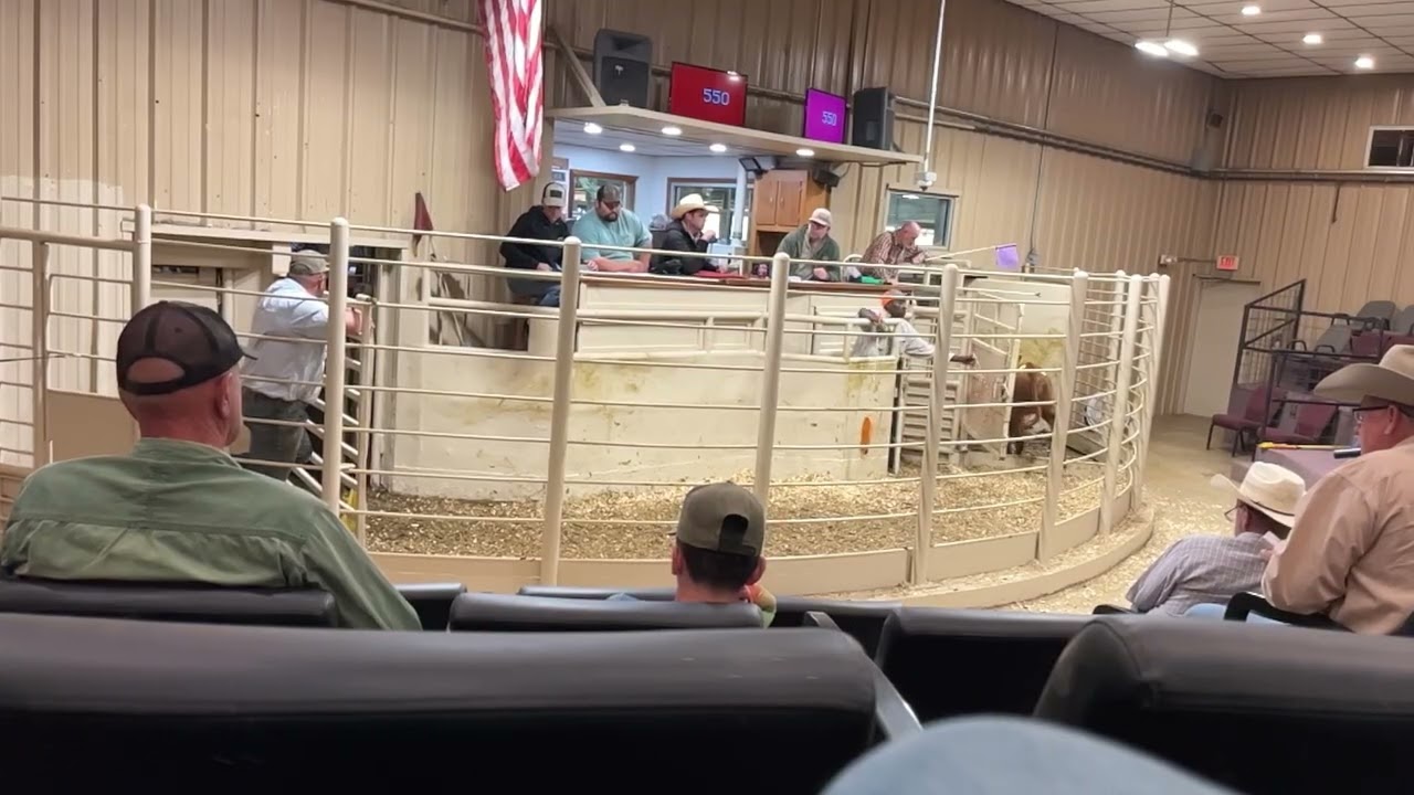 Auction barn - Roll that beautiful beef footage