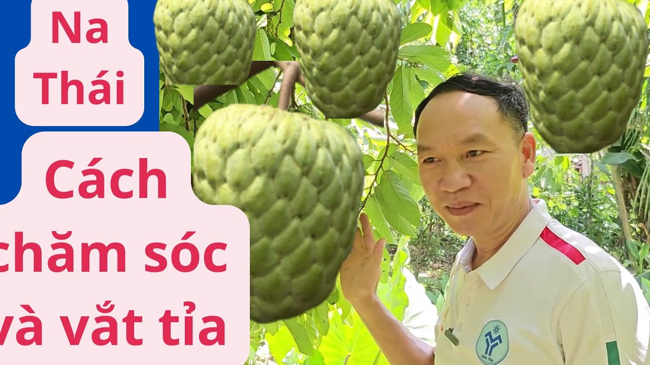 Cây Na Thái Cách Cắt Tỉa Cây Na Thái Cách Chăm Sóc Na Thái Quả To Hiệu Quả Kinh Tế Khi Trồng Na Thái