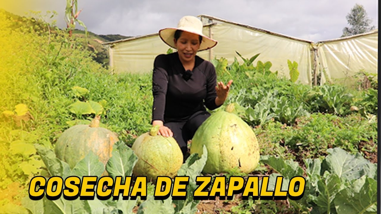 Como y cuando cosechar Zapallo o Calabazas.