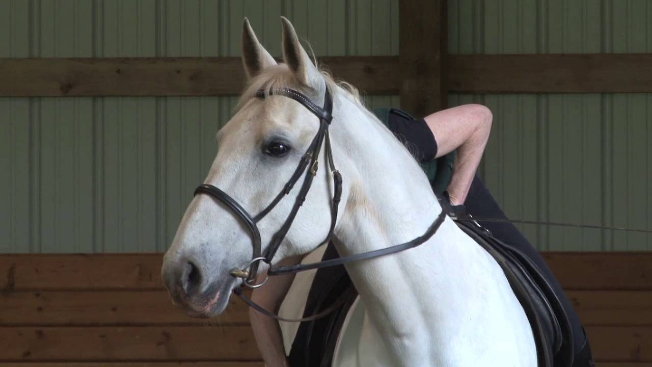 Millennia - Lipizzan mare