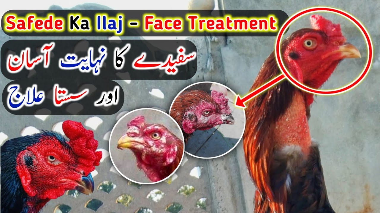 Safede Ka Ilaj -  Murge Ki Khushki Ka Ilaj - Aseel Face Treatment By HC Birds Information