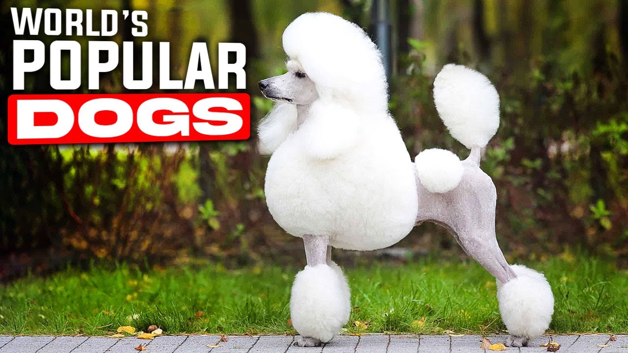 Top 10 Most Popular Dog Breeds in the World | Pets Connection
