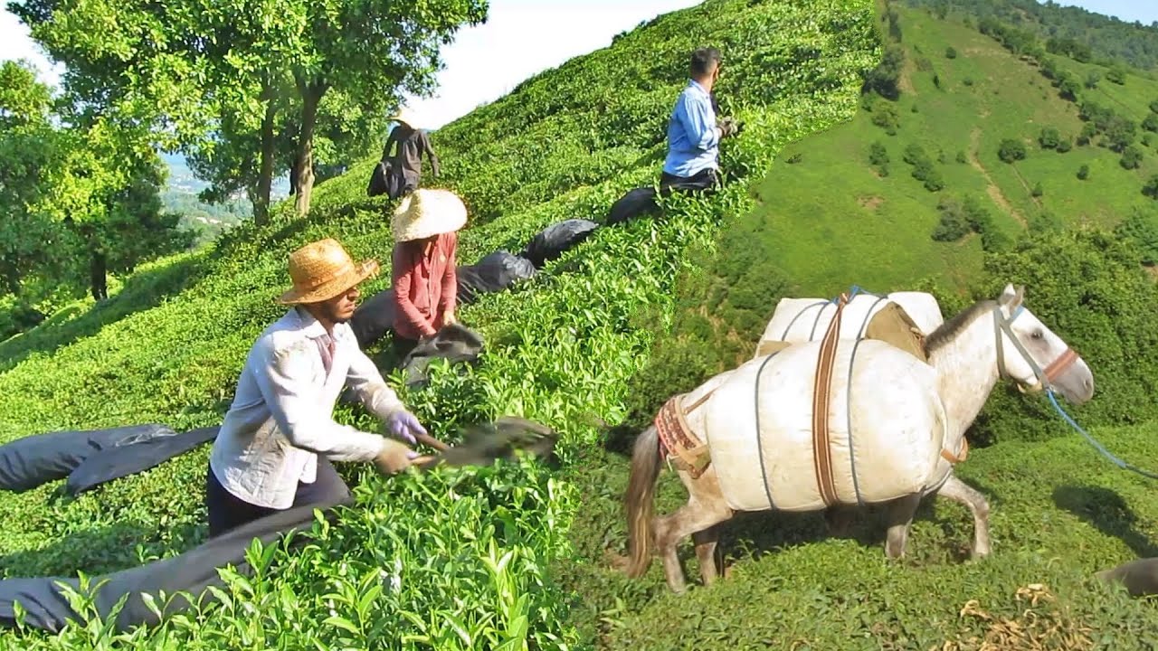Tea Harvest And Carrying It With Horse In Dreamy Hills Of Northern Iran