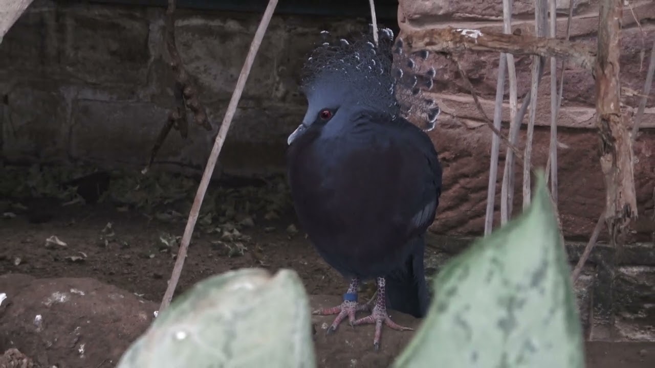 Birds Tropical Realm Chester Zoo