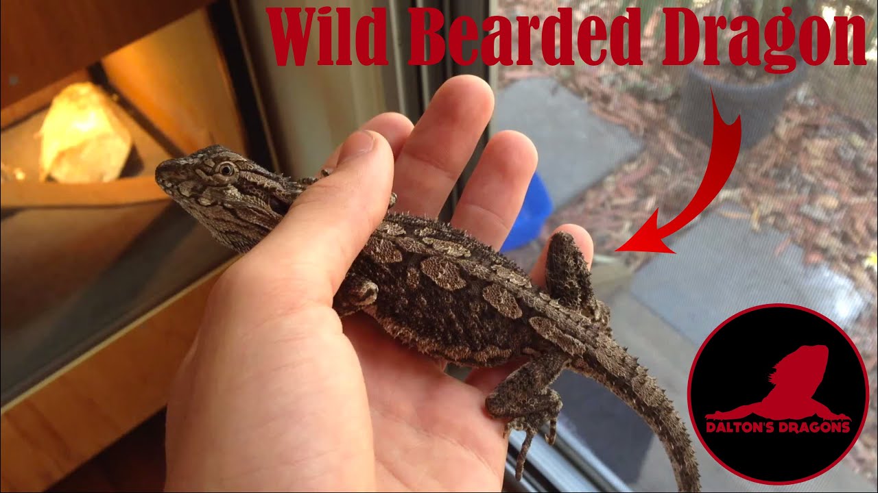 Wild Juvenile Bearded Dragon