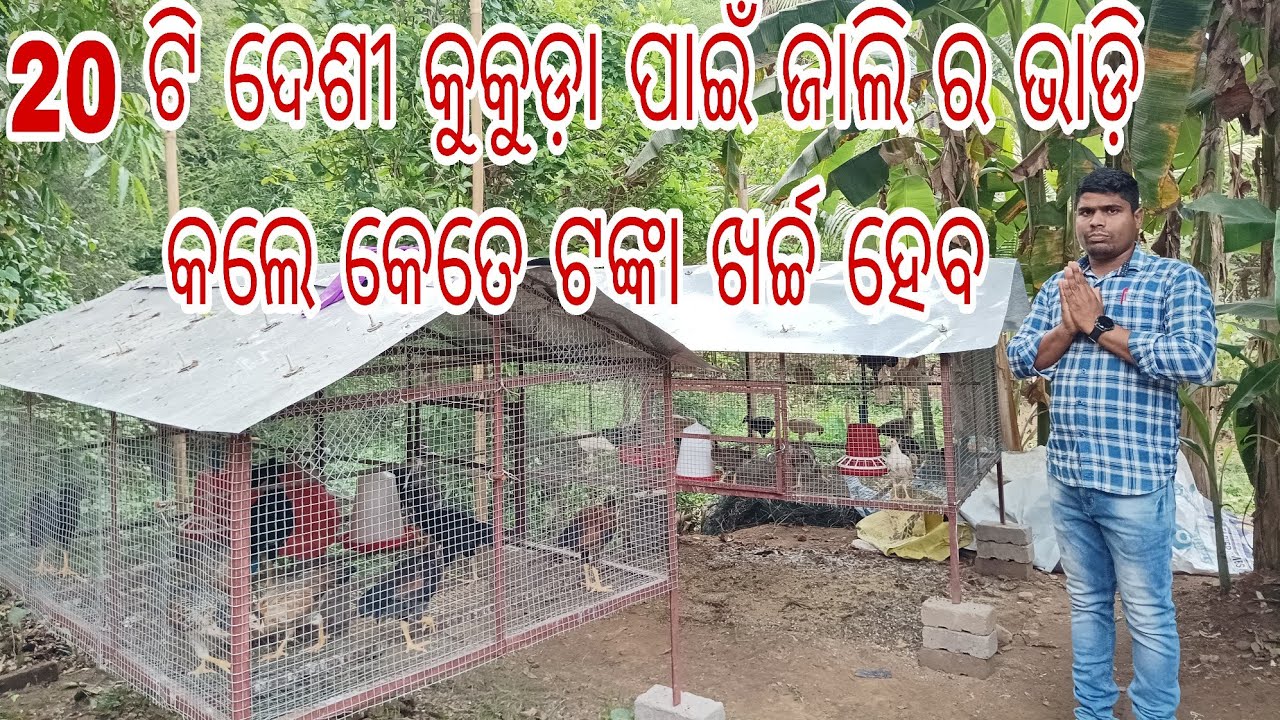 20 ଟି ଦେଶୀ କୁକୁଡ଼ା ପାଇଁ ଜାଲି ର ଭାଡ଼ି କଲେ କେତେ ଟଙ୍କା ଖର୍ଚ୍ଚ ହେବ // Papu Desi Kukuda Farm