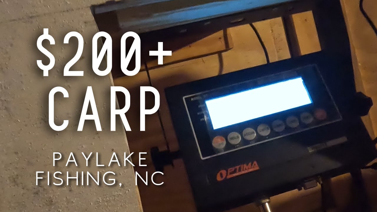Pay Lake Carp Fishing in NC - We Caught a $200+ Fish - Roy's Pay Lake - Carp Fishing Tournament