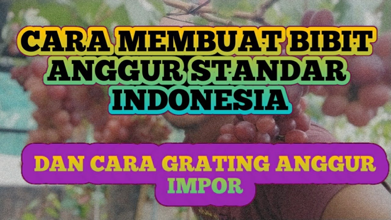 INI ADALAH CARA MEMBUAT BIBIT ANGGUR, GRAFTING KAWIN SAMBUNG ( standar tangerang grape)