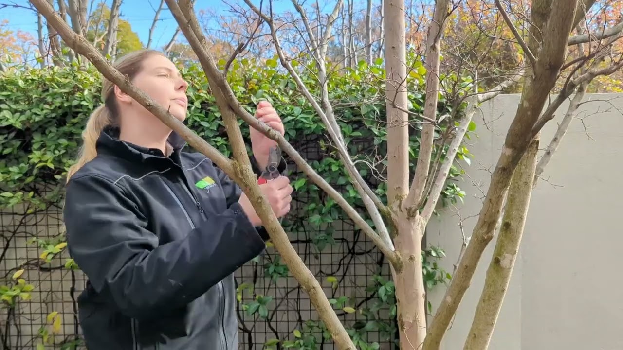 How To Prune Lagerstroemia trees.