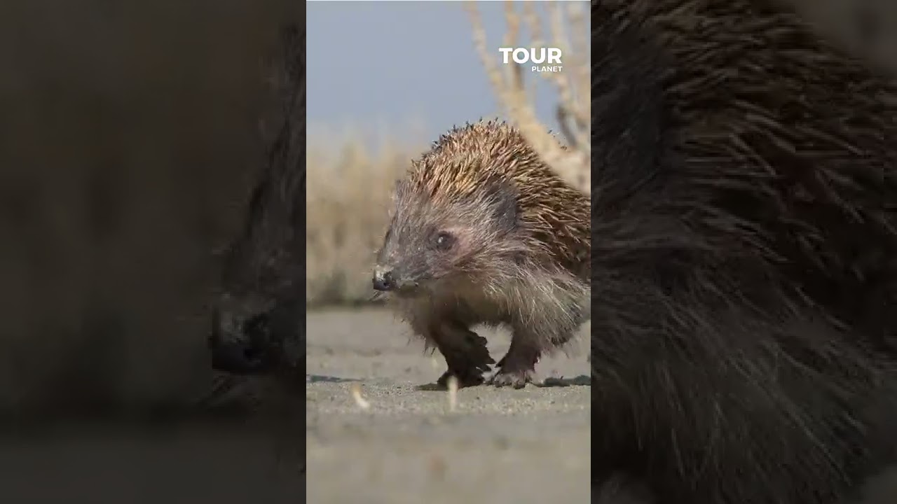 Top 3 Ireland Animals #shorts