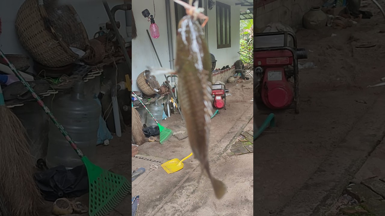 Anabus fish