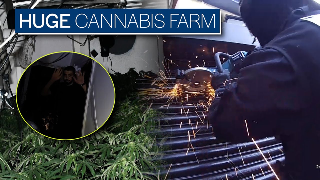 Merthyr officers disrupt town centre cannabis operation at a former bar.