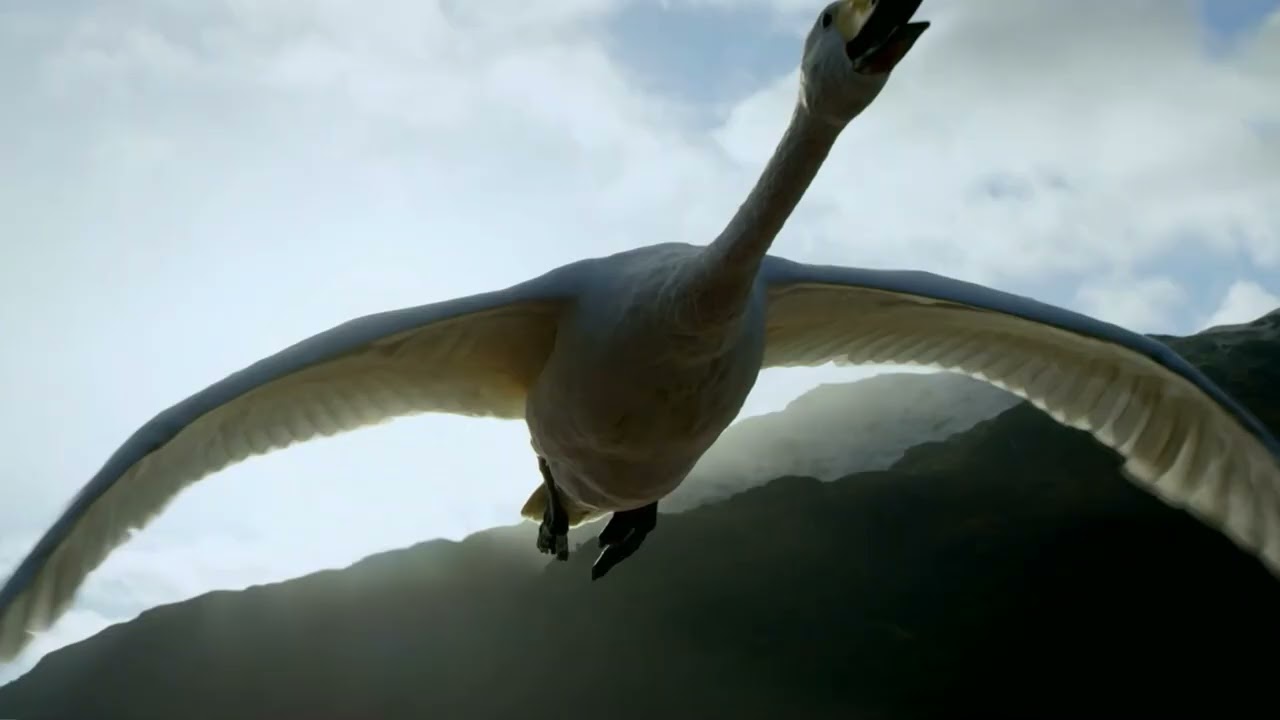 Wings Flapping Soaring Sound Effect