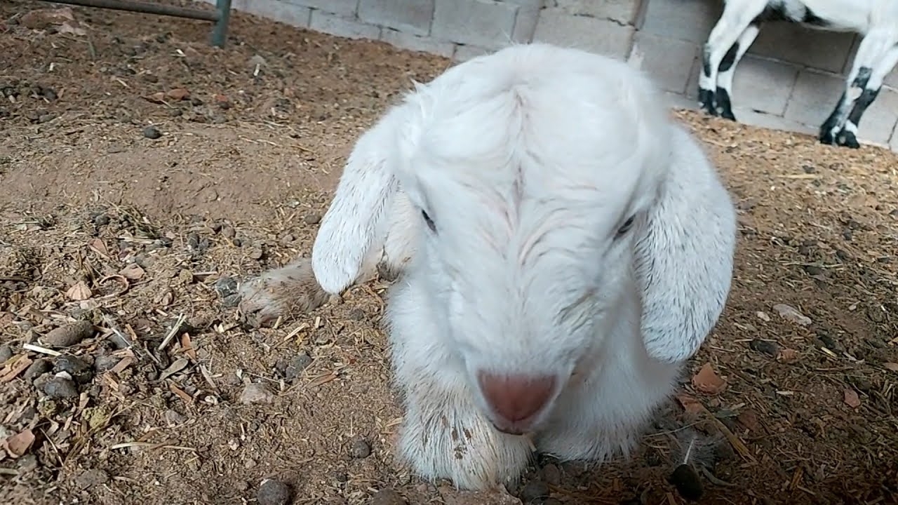 L.M  nos ha Parido un  choto  blanco la cabra BALTASARA🇪🇸🐐😚😊🌾