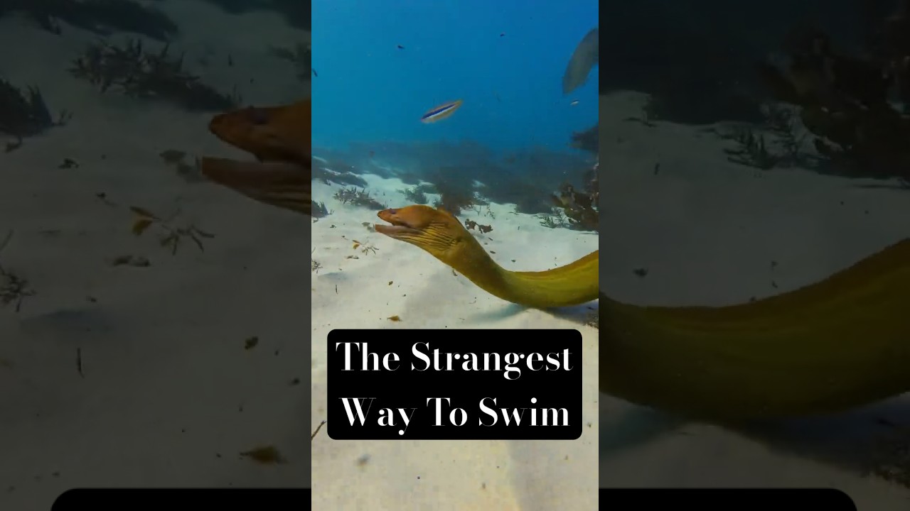 The Strangest Way to Swim: A Moray Eel's Secret  #fish #nature #ocean