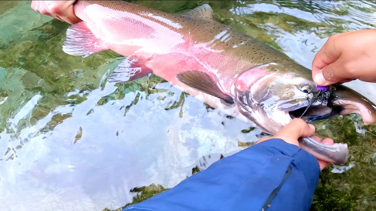 Untouched Giants: UNCHARTED Salmon River High in the Mountains!