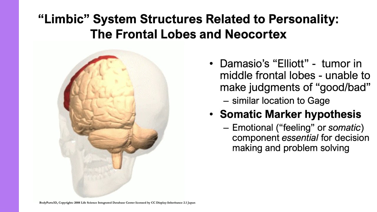 Personality and the Brain