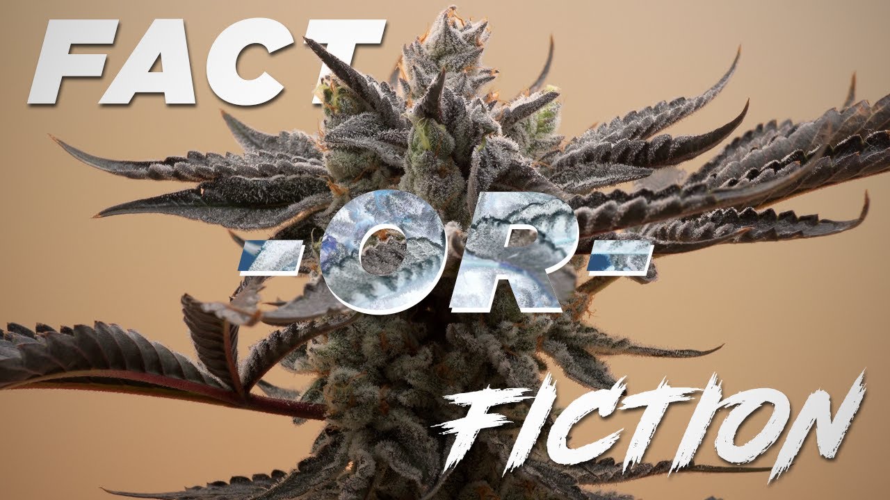 The Many Myths of Home Growing: Fact VS Fiction