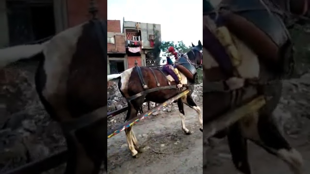 خيل الشيخ محمد رخا المحله الكبرى الغربيه رقم التليفون 01093322202