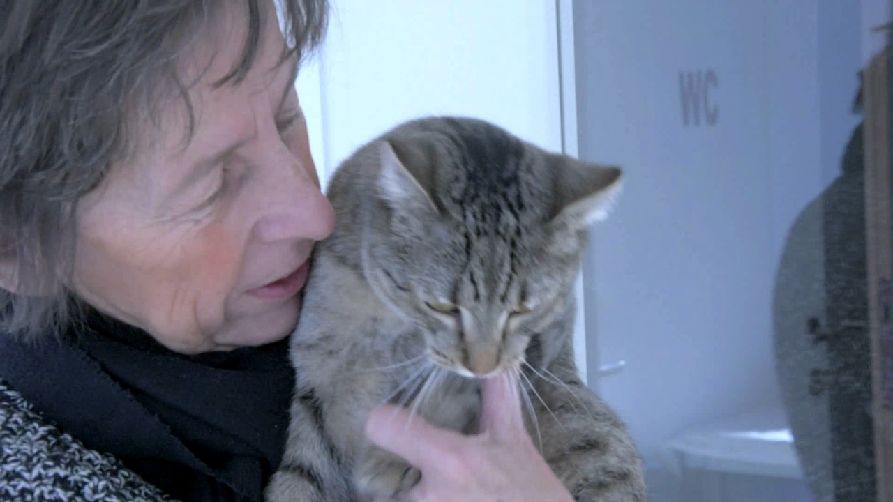 Das Haus der Katzenfreunde | ein Film von Volleipps
