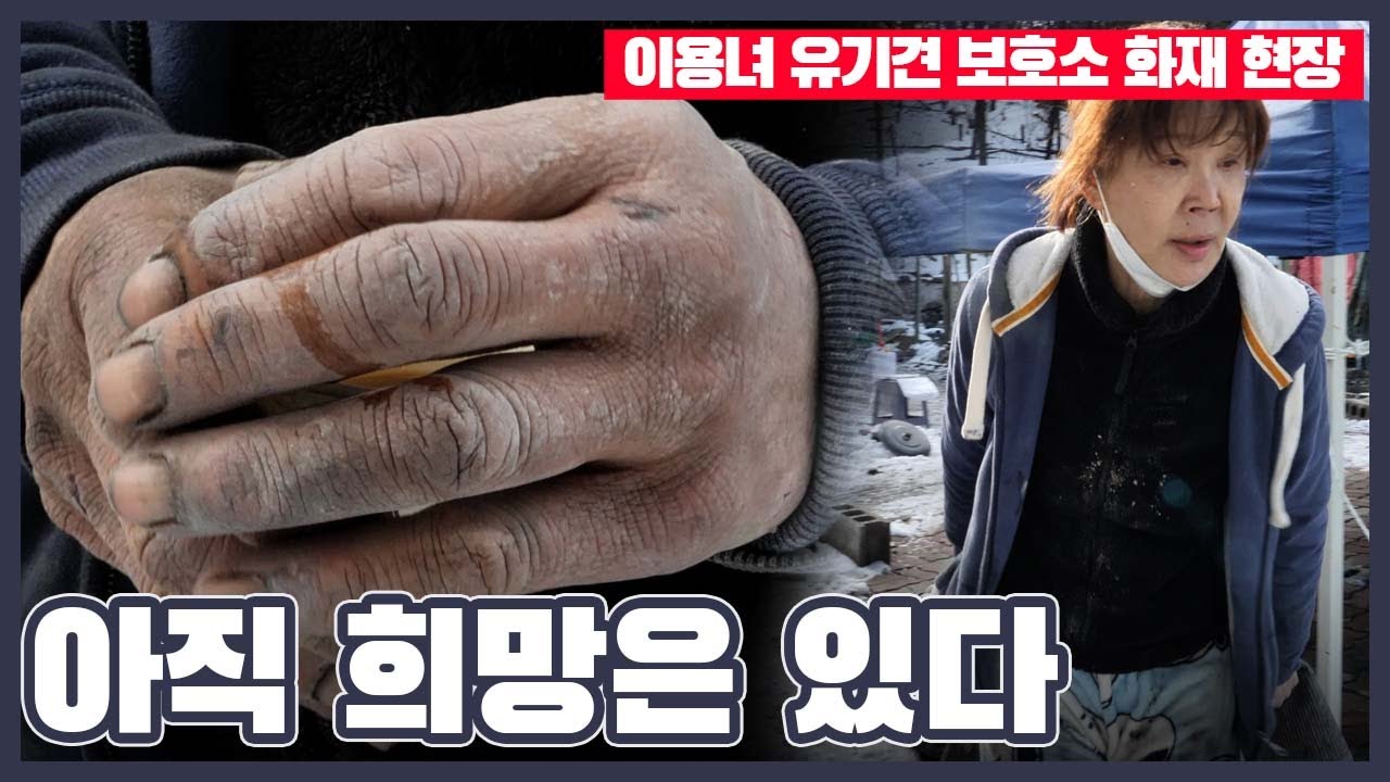 '유기견 대모' 이용녀씨의 손을 보니 마음이 뭉클 “아직 희망이 있습니다”ㅣ이용녀 유기견 보호소 화재 현장