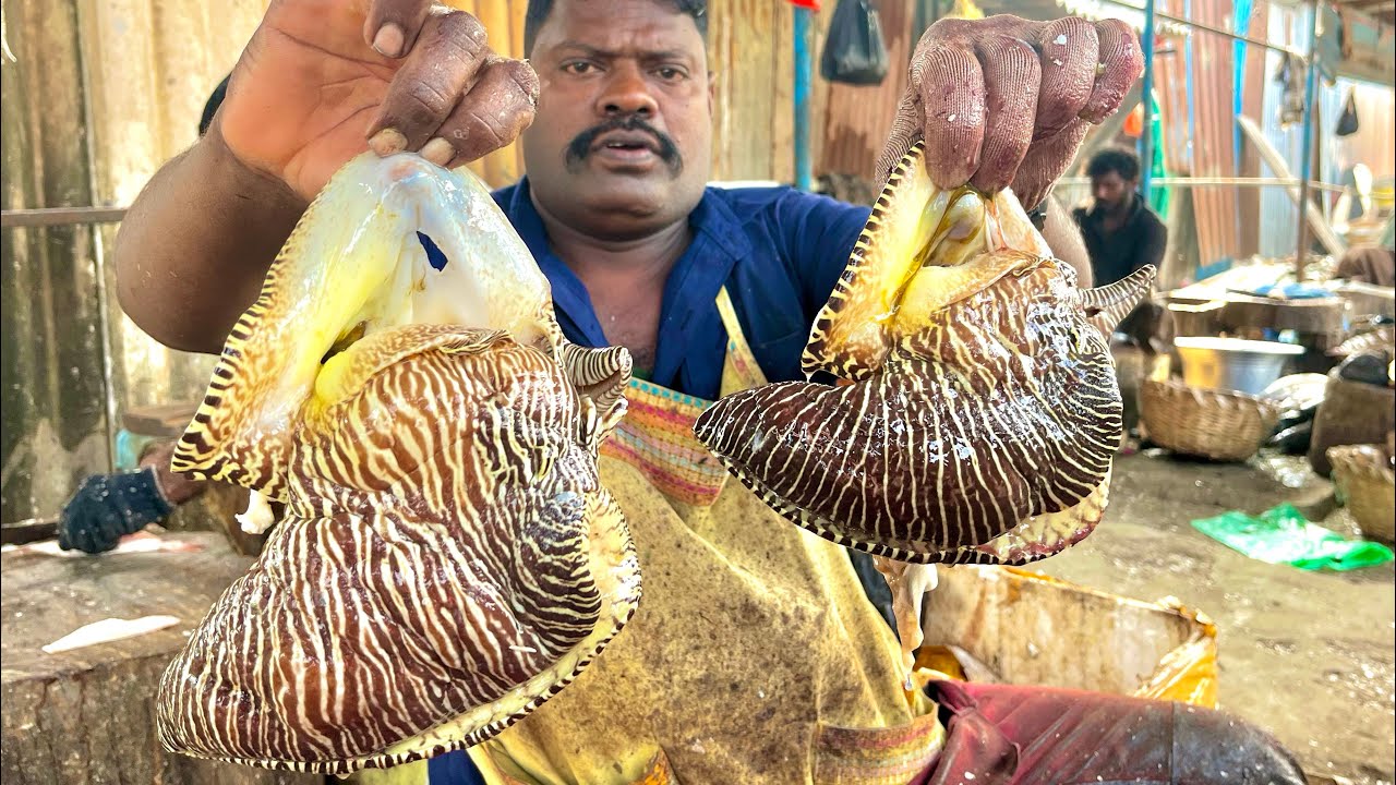 KASIMEDU SPEEDSELVAM BIG SIZE SANGU KARI CUTTING VIDEO #kasimeduselvam #fishcutting 