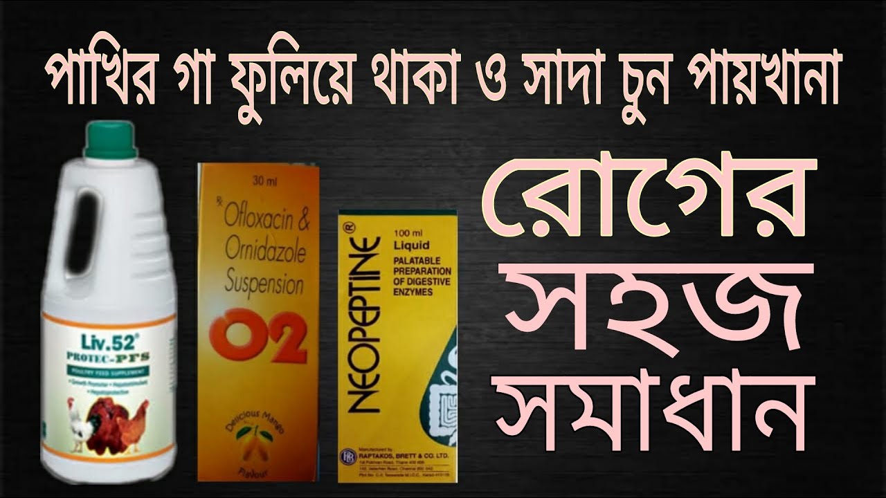 পাখির গা ফুলিয়ে থাকা ও সাদা চুন পায়খানা রোগের সহজ সমাধান।