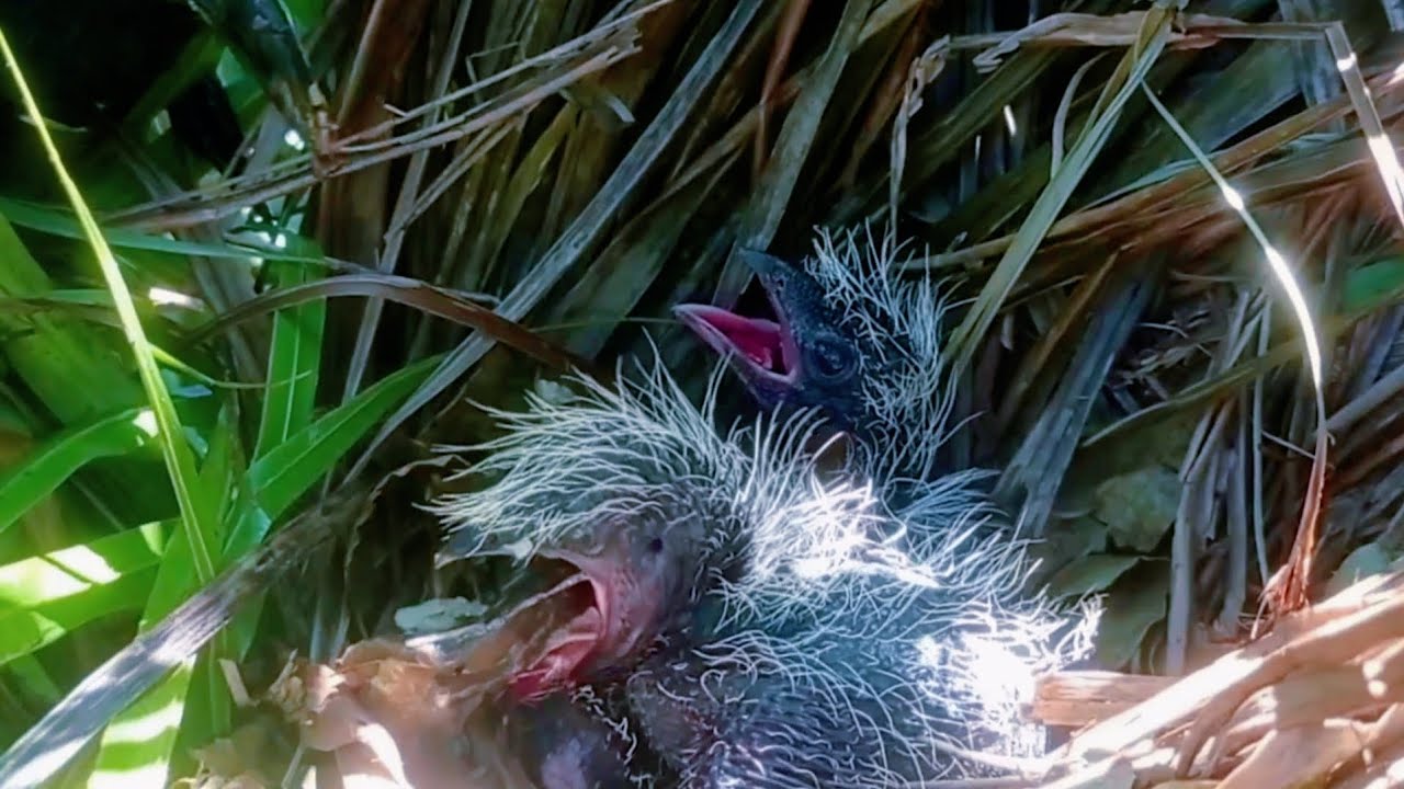 Poor baby bird! It almost choked while eating.