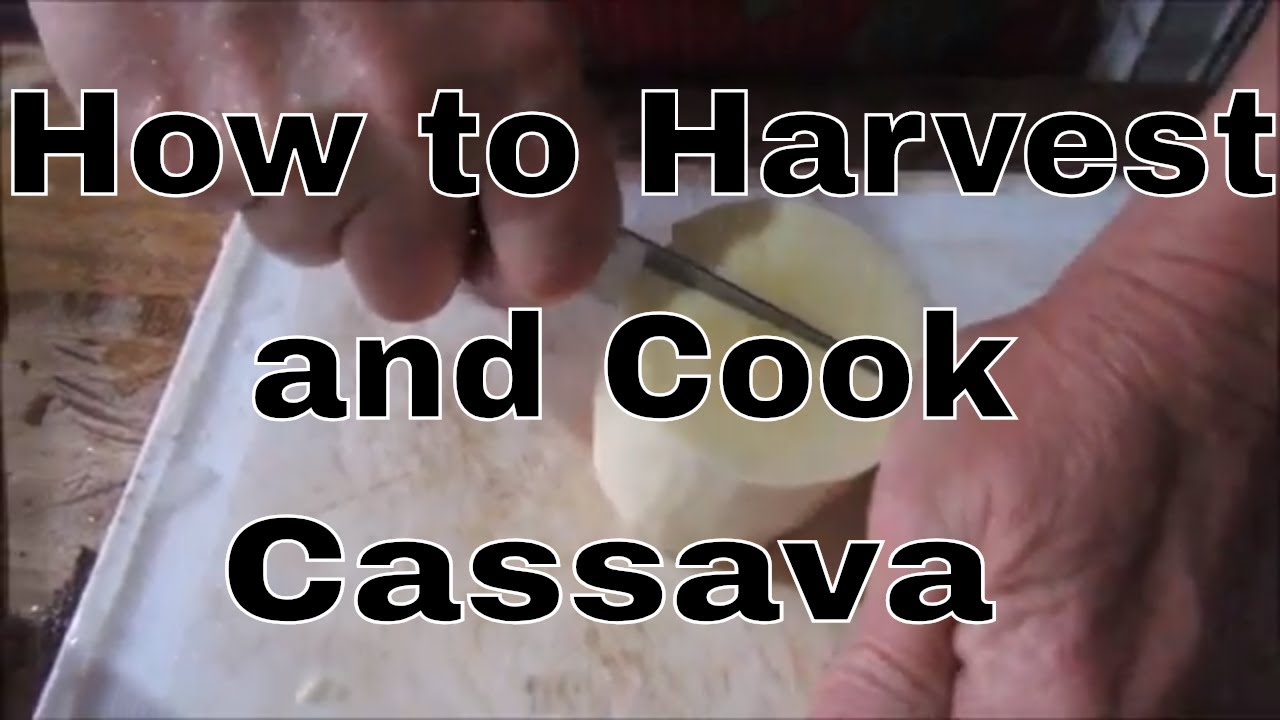 How to Harvest and Cook Cassava (2019)