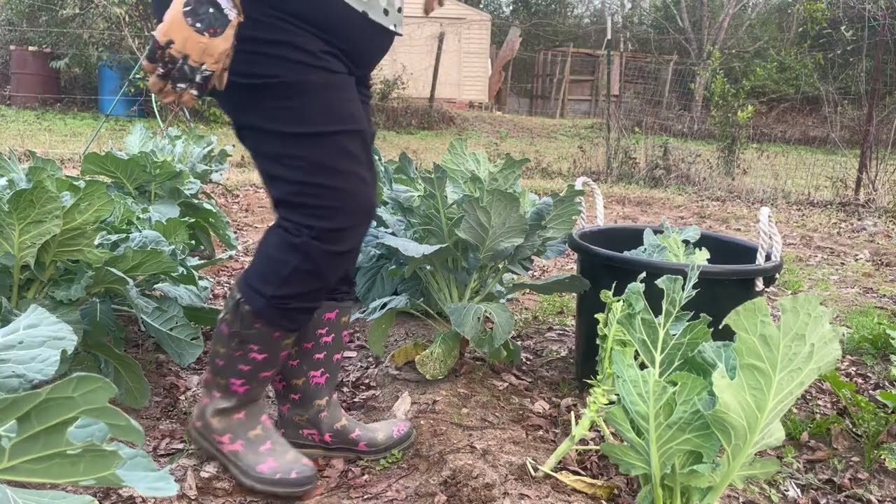 The Garden Gave Its First Harvest 🌿 Collard Greens #harvesting #collardgreens  #globalcommunity
