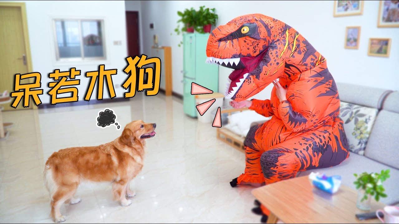 主人假扮成恐龙，金毛看到会吓晕吗？