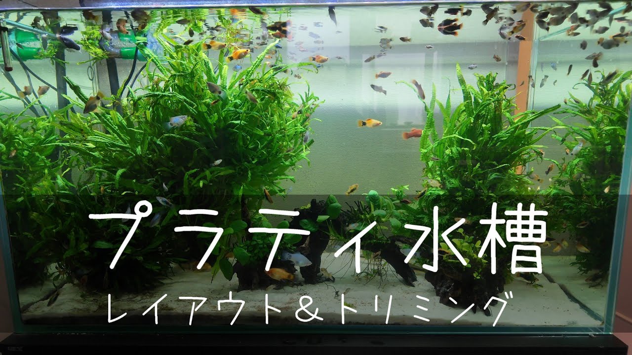 90cmプラティ水槽レイアウト変更＆トリミング🐟【水槽メンテナンスシリーズ #14】